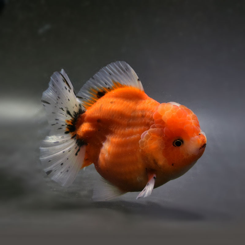 金魚王子】三色ショートテールオランダ 12cm前後 (個体番号：cde652