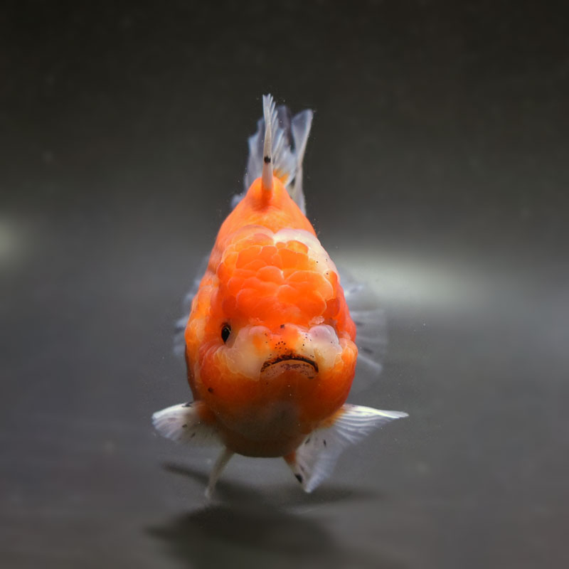 金魚王子】三色ショートテールオランダ 12cm前後 (個体番号：cde652