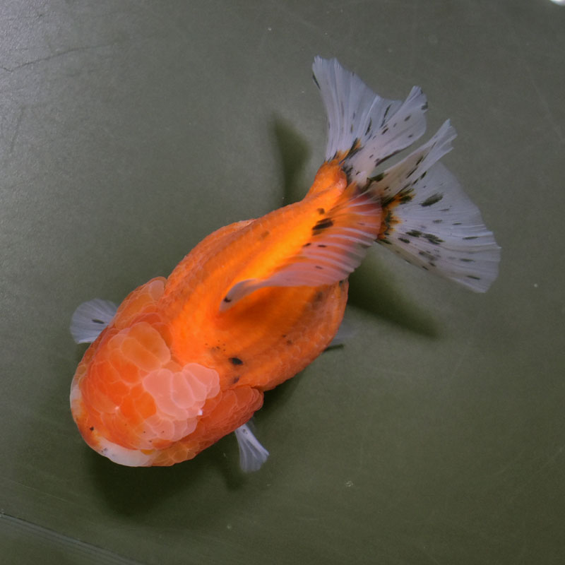 金魚王子】三色ショートテールオランダ 12cm前後 (個体番号：cde652