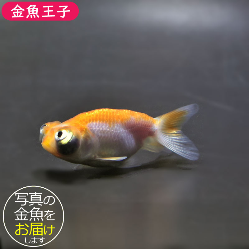 金魚王子】花房頂天眼 7±1cm前後 (個体番号：cde792) 金魚 きんぎょ