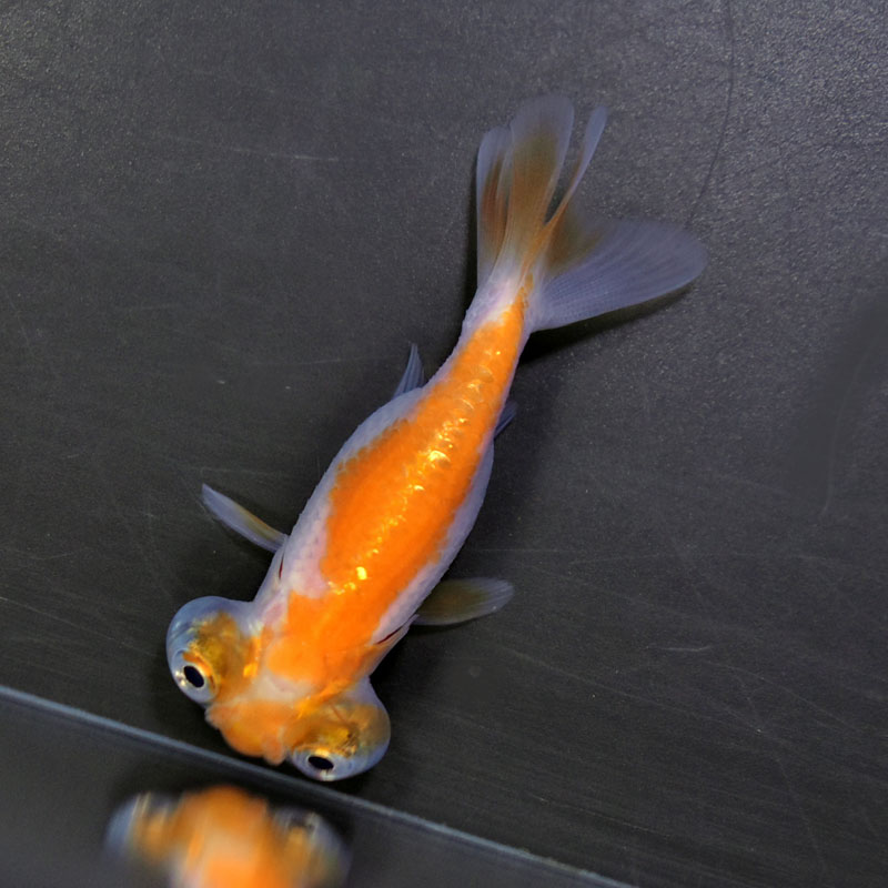 金魚王子】花房頂天眼 7±1cm前後 (個体番号：cde792) 金魚 きんぎょ