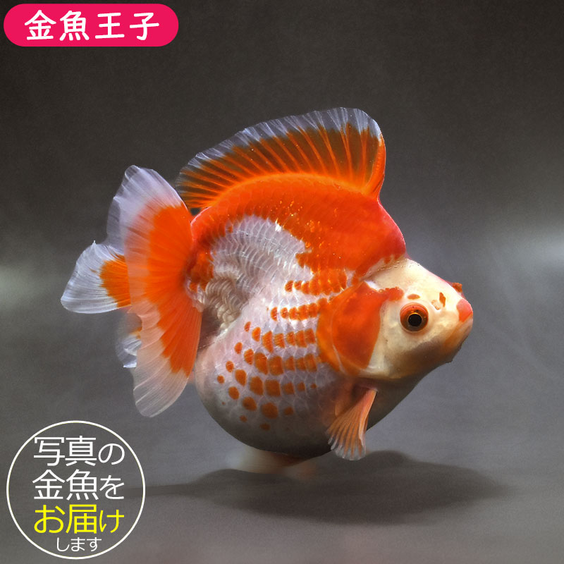 金魚王子】更紗ショートテール琉金（鹿の子柄） 14cm前後 (個体番号