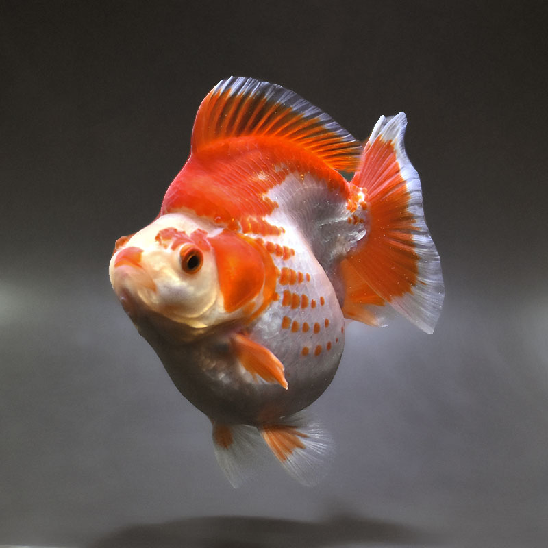 金魚王子】更紗ショートテール琉金（鹿の子柄） 14cm前後 (個体番号