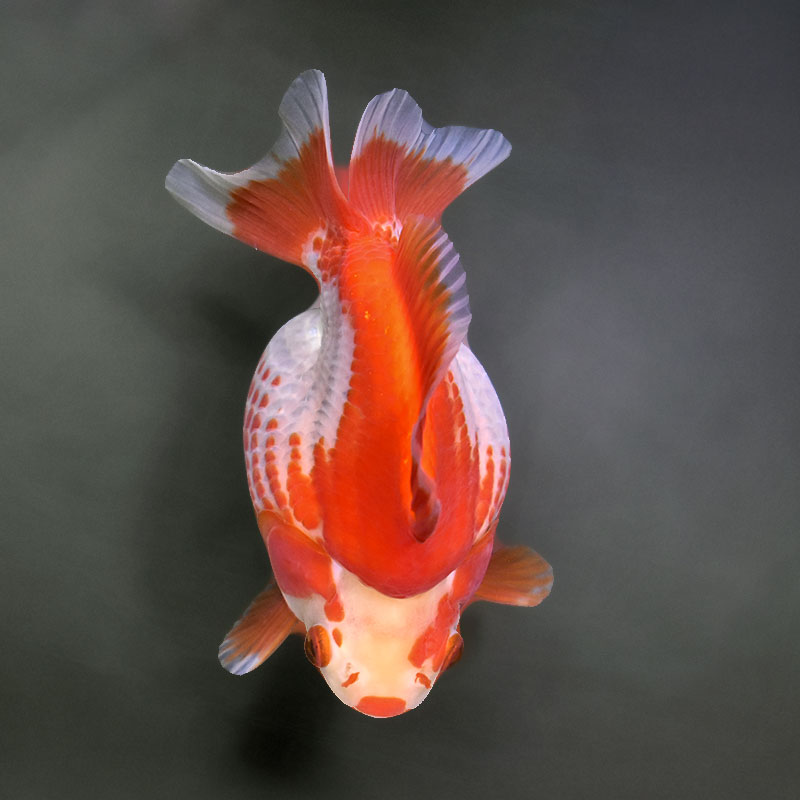 金魚王子】更紗ショートテール琉金（鹿の子柄） 14cm前後 (個体番号