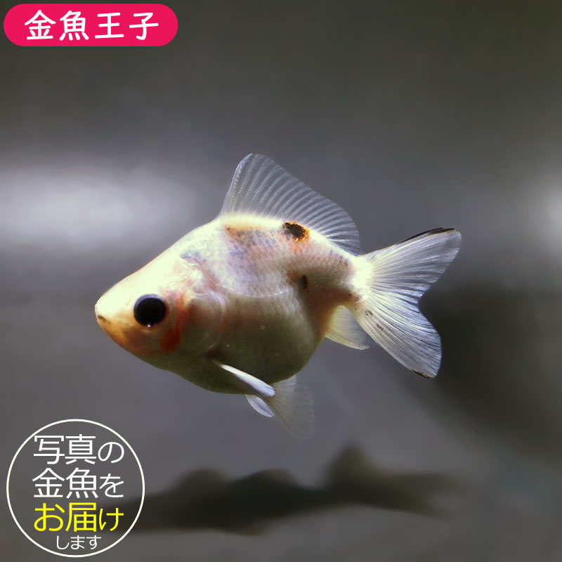 金魚　琉金　雄 金魚王子】更紗ショートテール琉金 13.5cm前後 (個体番号：xsw433