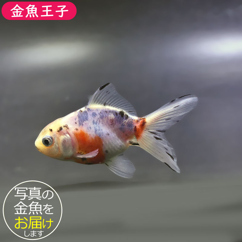 金魚王子】東錦 9±1cm前後 (個体番号：xsw905) 金魚 きんぎょ 生体