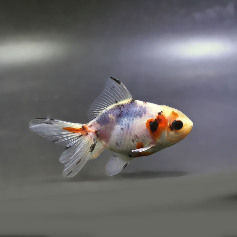 金魚王子】東錦 9±1cm前後 (個体番号：xsw905) 金魚 きんぎょ 生体