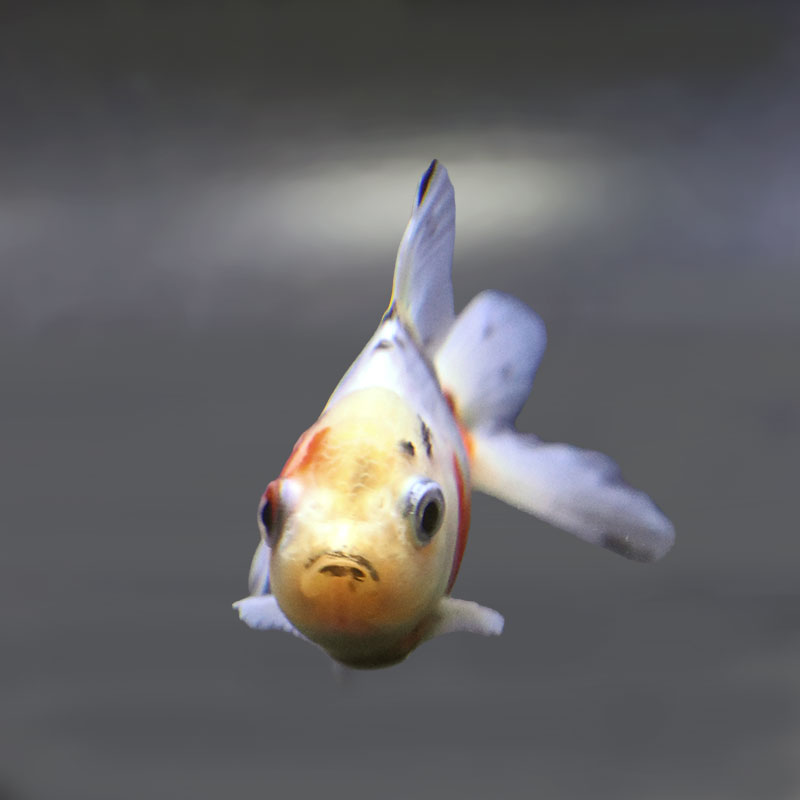 金魚王子】東錦 9±1cm前後 (個体番号：xsw905) 金魚 きんぎょ 生体