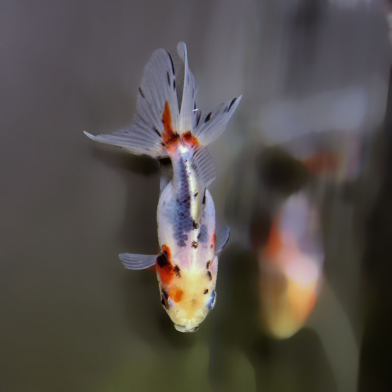 金魚王子】東錦 9±1cm前後 (個体番号：xsw905) 金魚 きんぎょ 生体