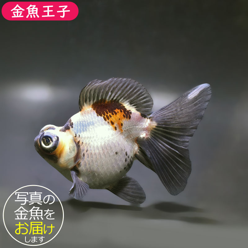 金魚王子】三色蝶尾 12.5cm前後 (個体番号：zaq174) 金魚 きんぎょ