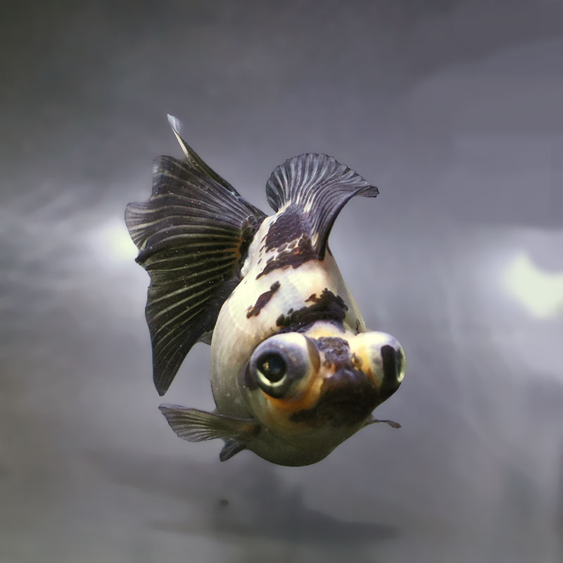 金魚王子】三色蝶尾 12.5cm前後 (個体番号：zaq174) 金魚 きんぎょ
