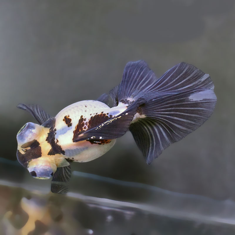 金魚王子】三色蝶尾 12.5cm前後 (個体番号：zaq174) 金魚 きんぎょ