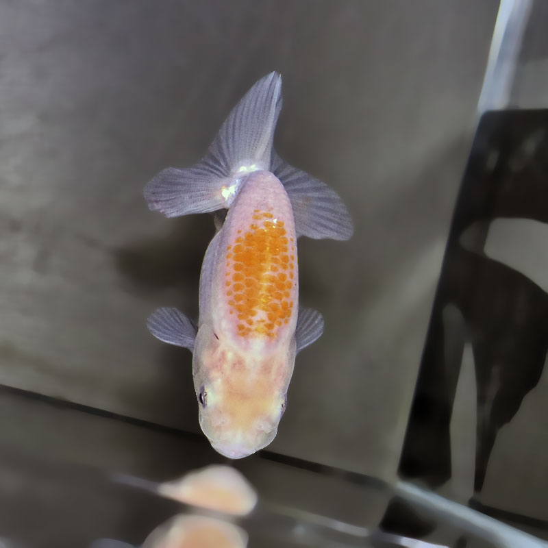 金魚王子】更紗らんちゅう 7.5±1cm前後 (個体番号：zaq364) 金魚