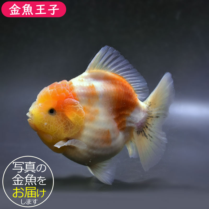 金魚王子】桜ショートテールオランダ 13cm前後 (個体番号