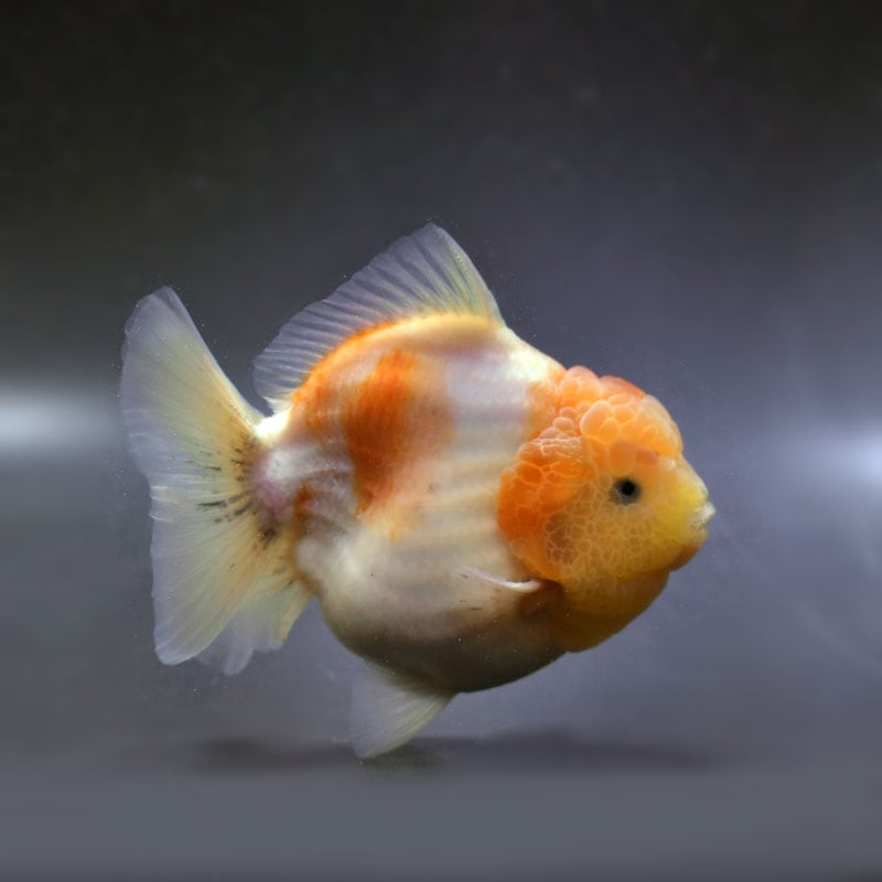 金魚　様 金魚王子】桜ショートテールオランダ 13cm前後 (個体番号