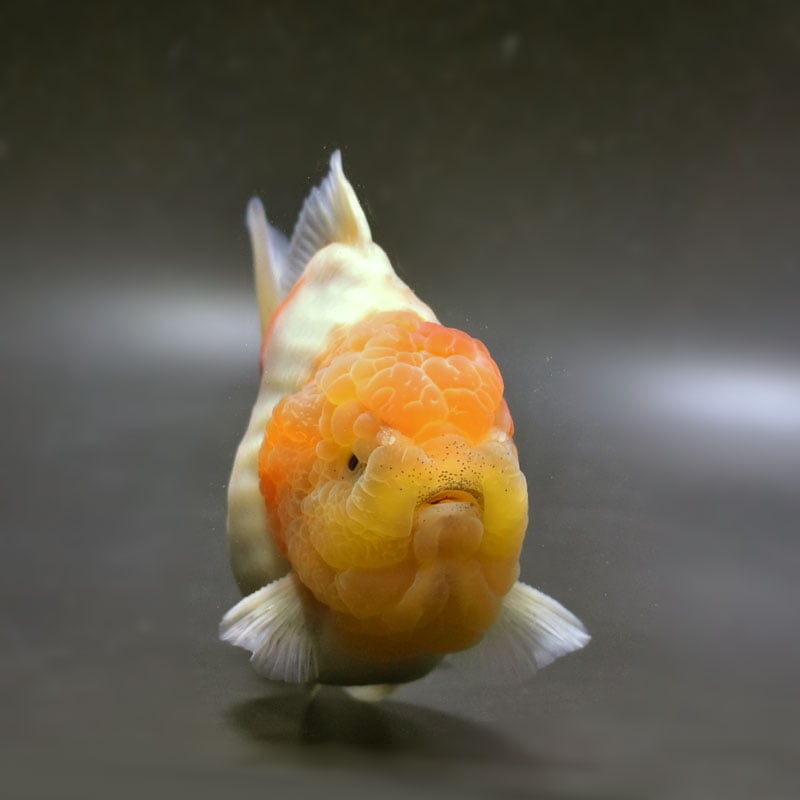 金魚王子】桜ショートテールオランダ 13cm前後 (個体番号