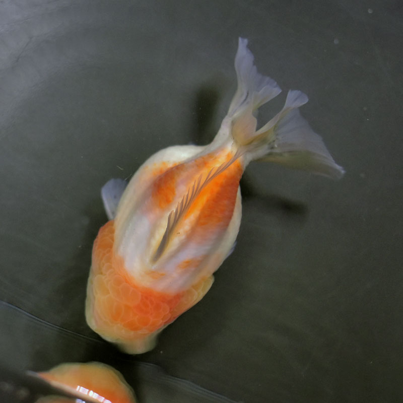 金魚王子】桜ショートテールオランダ 13cm前後 (個体番号