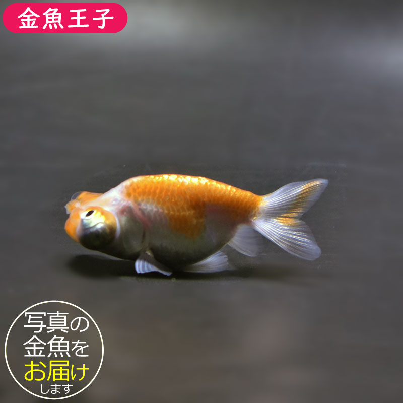 金魚　頂天眼 花房頂天眼（ハナフサチョウテンガン） | UOZURA