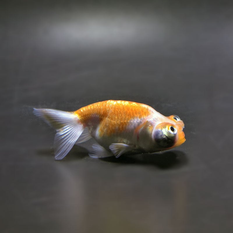 金魚　頂天眼 金魚王子】花房頂天眼 7±1cm前後 (個体番号：cde793) 金魚 きんぎょ
