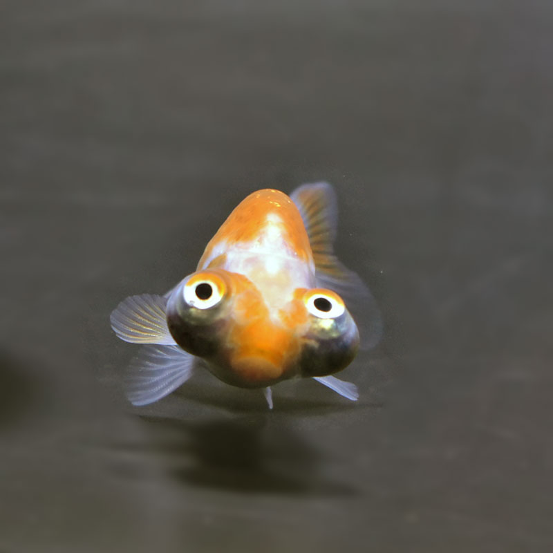 金魚　頂天眼 頂天眼 - 金魚のマルウ