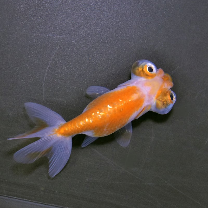 金魚王子】花房頂天眼 7±1cm前後 (個体番号：cde793) 金魚 きんぎょ