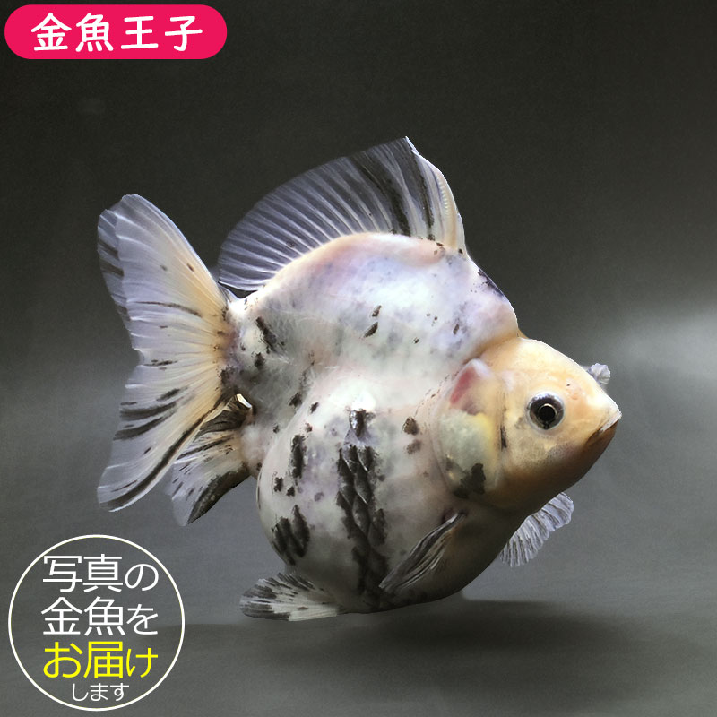 金魚王子】三色ショートテール琉金 15cm前後 (個体番号：xsw404) 金魚