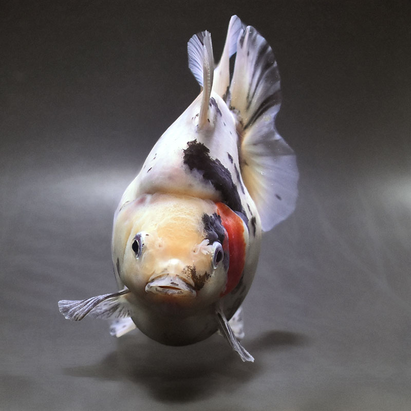 金魚王子】三色ショートテール琉金 15cm前後 (個体番号：xsw404) 金魚