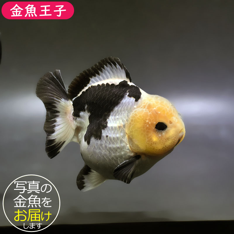 金魚　オランダ　約10センチ 金魚王子】トリカラーオランダ 10cm前後 (個体番号：xsw571) 金魚