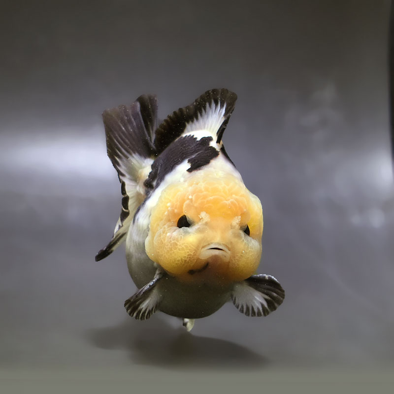 金魚王子】トリカラーオランダ 10cm前後 (個体番号：xsw571) 金魚