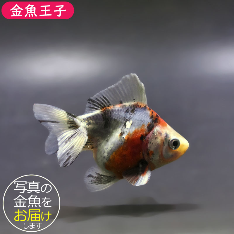 金魚　琉金　雄 金魚王子】三色ショートテール琉金 8±1cm前後 (個体番号：xsw753) 金魚