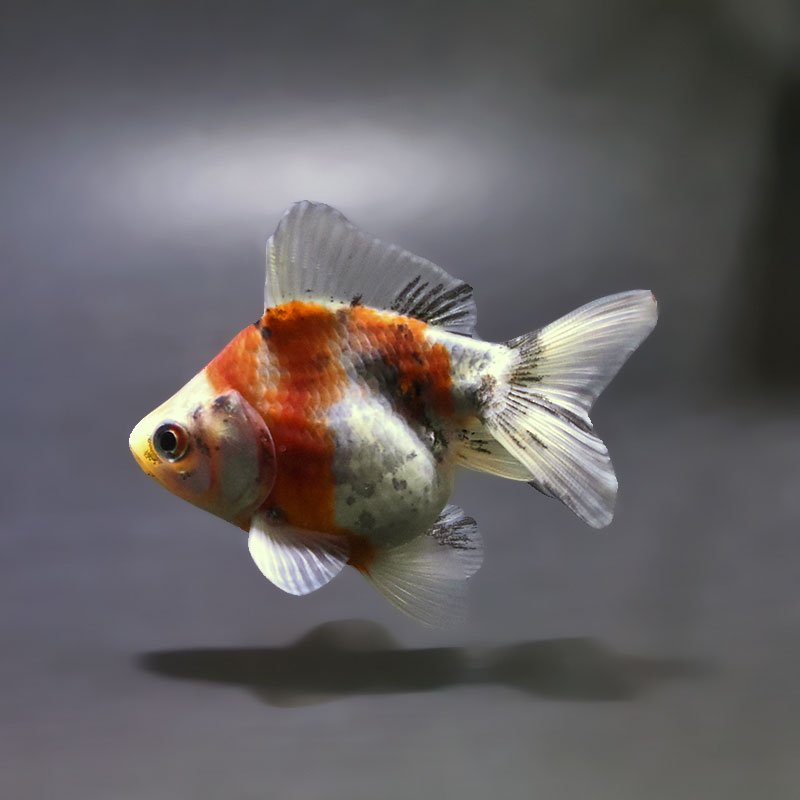 金魚　琉金　雄 金魚王子】三色ショートテール琉金 8±1cm前後 (個体番号：xsw753) 金魚