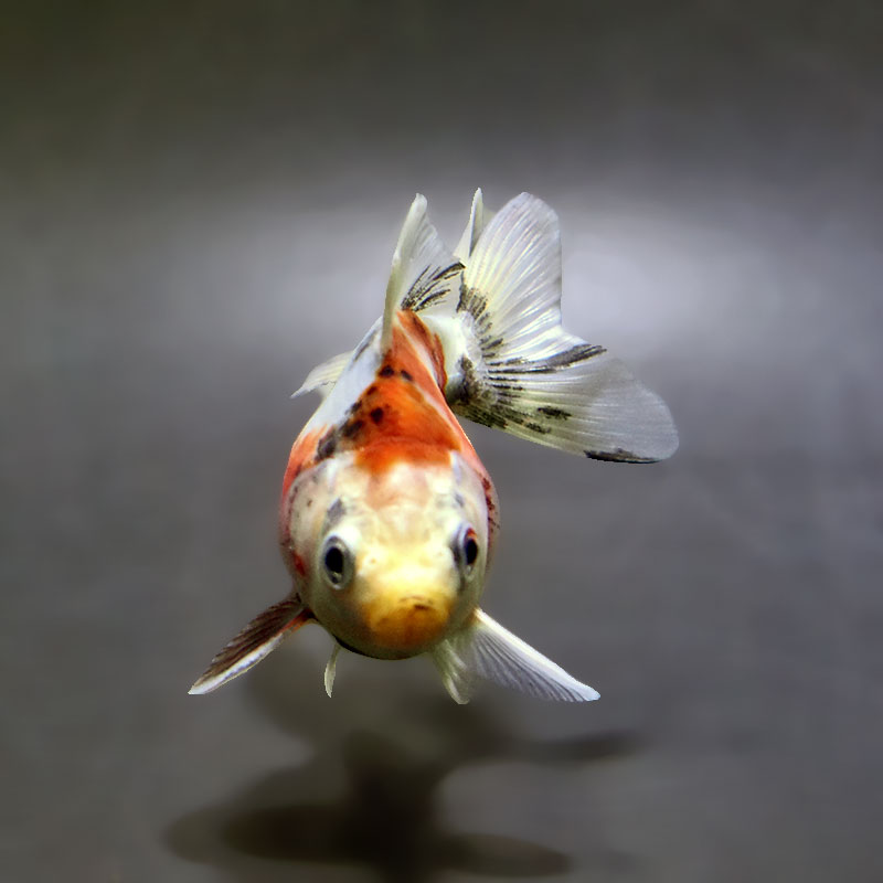 金魚　 Kyushu Goldfish Purchase] An abnormally large 46.5cm giant