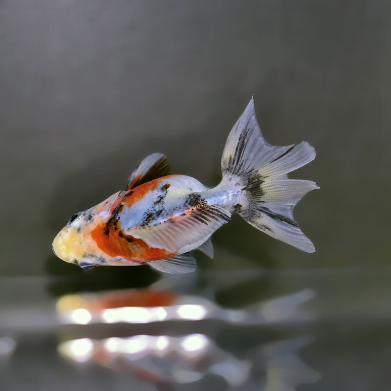 金魚王子】三色ショートテール琉金 8±1cm前後 (個体番号：xsw753) 金魚