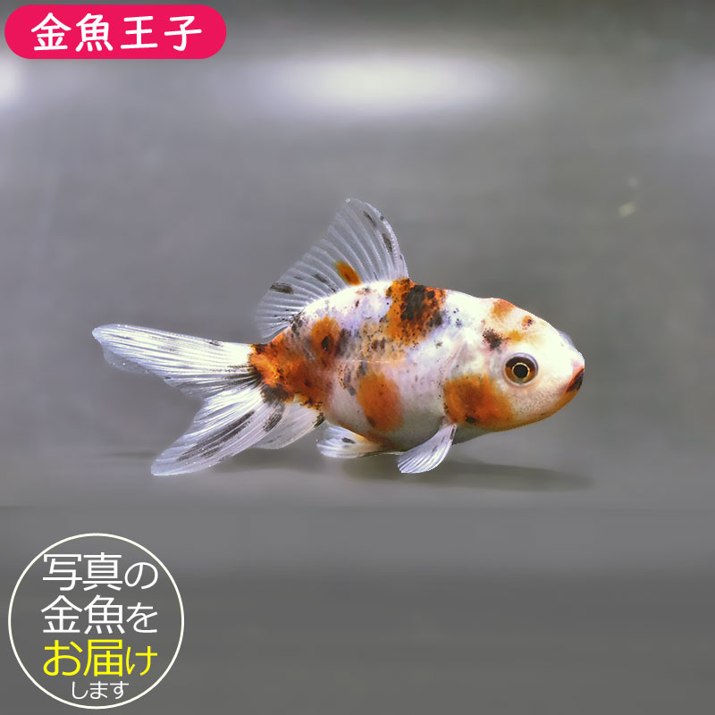 金魚王子】東錦 9±1cm前後 (個体番号：xsw906) 金魚 きんぎょ 生体