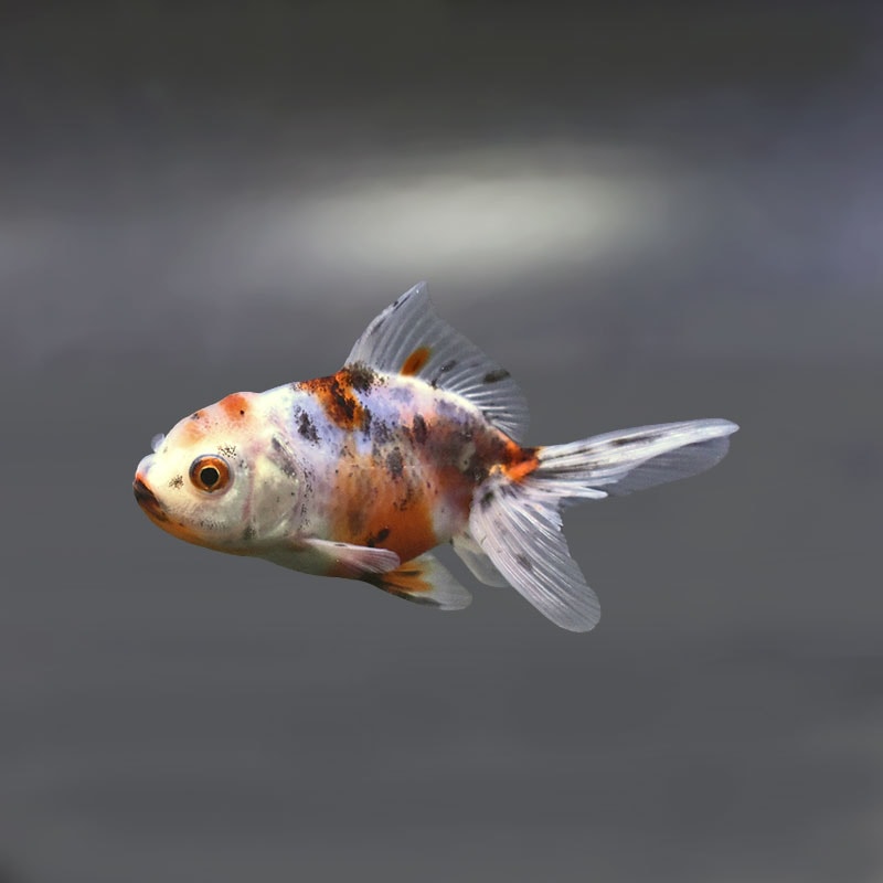 金魚王子】東錦 9±1cm前後 (個体番号：xsw906) 金魚 きんぎょ 生体