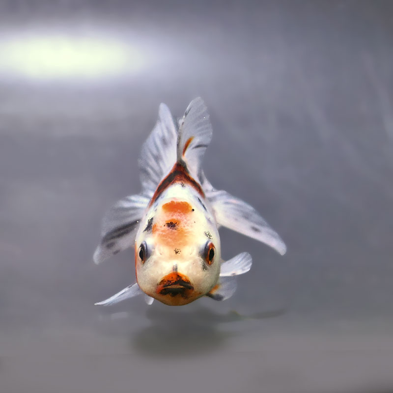 金魚王子】東錦 9±1cm前後 (個体番号：xsw906) 金魚 きんぎょ 生体