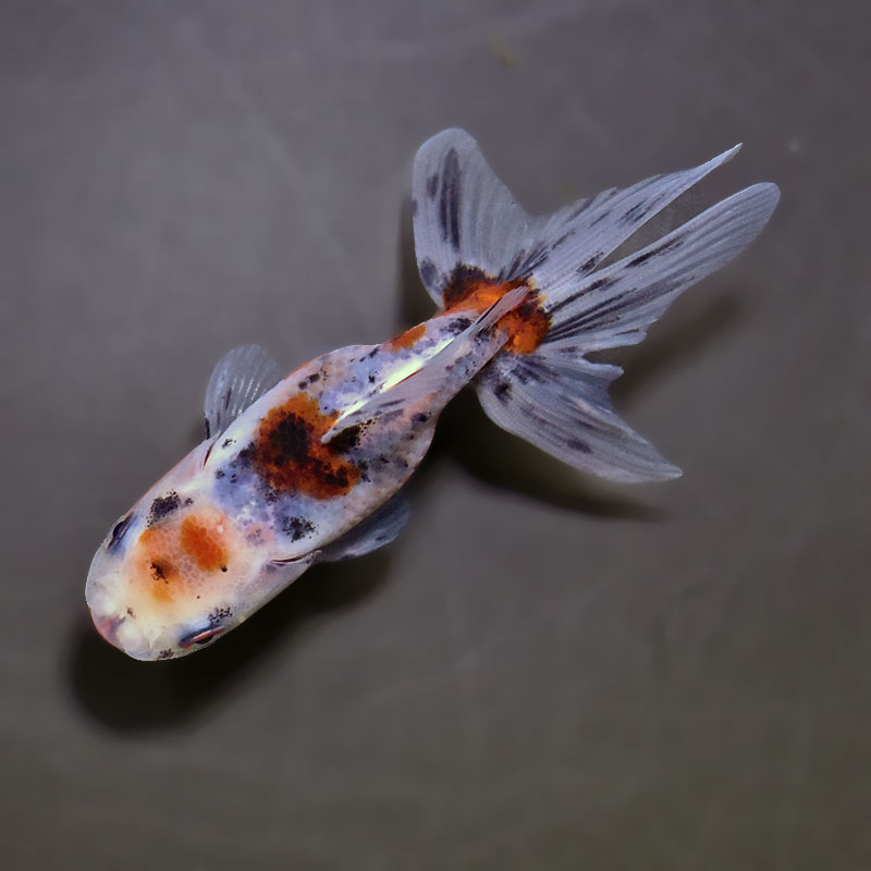 金魚王子】東錦 9±1cm前後 (個体番号：xsw906) 金魚 きんぎょ 生体