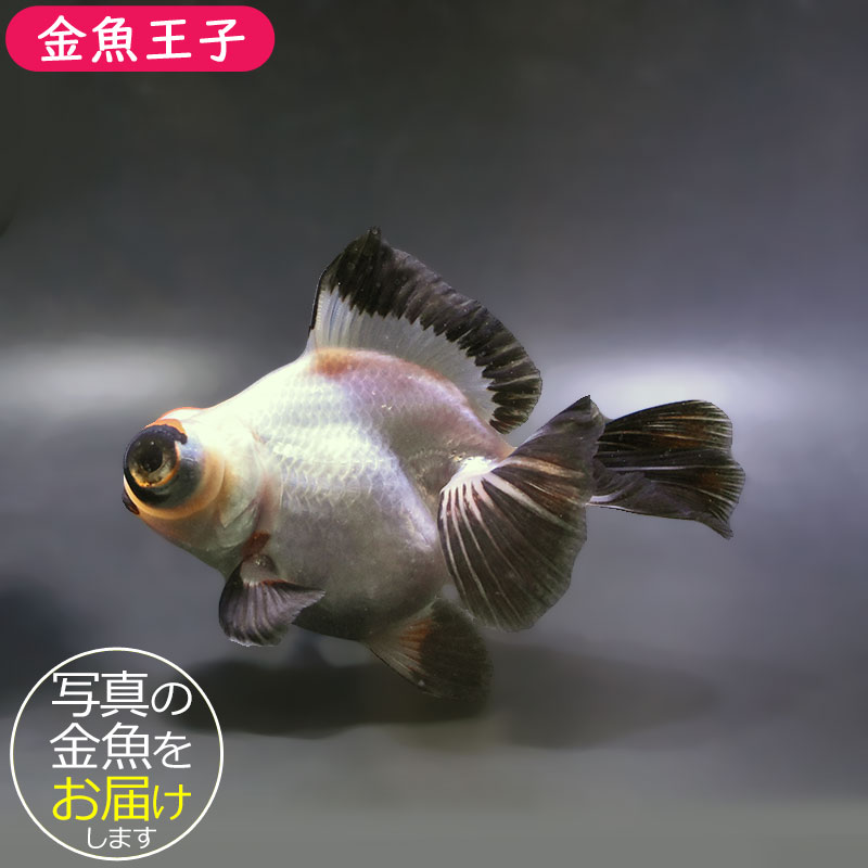 金魚王子】三色蝶尾 12.5cm前後 (個体番号：zaq175) 金魚 きんぎょ