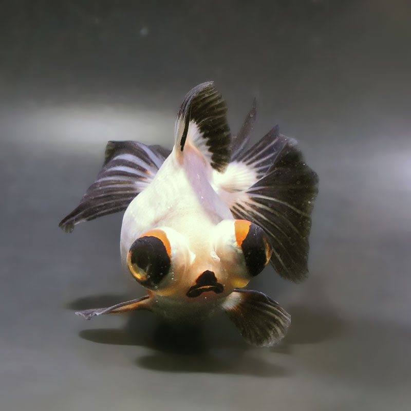 【金魚王子】三色蝶尾 12.5cm前後 (個体番号：zaq175) 金魚 きんぎょ 生体 蝶尾 厳選個体