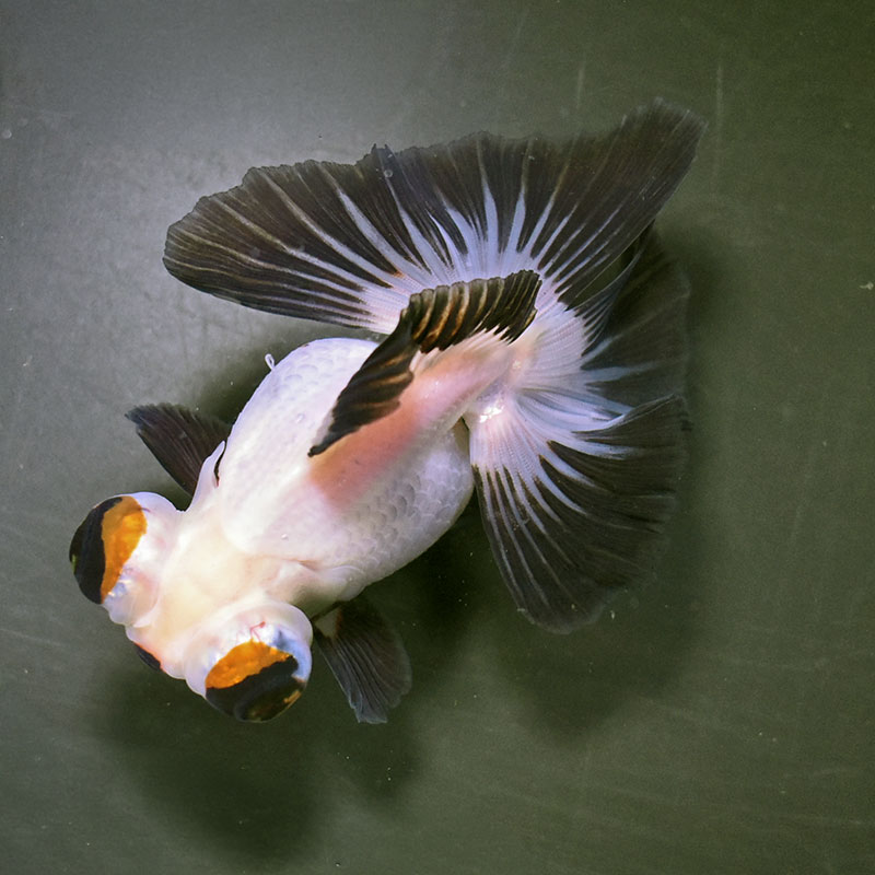 【金魚王子】三色蝶尾 12.5cm前後 (個体番号：zaq175) 金魚 きんぎょ 生体 蝶尾 厳選個体