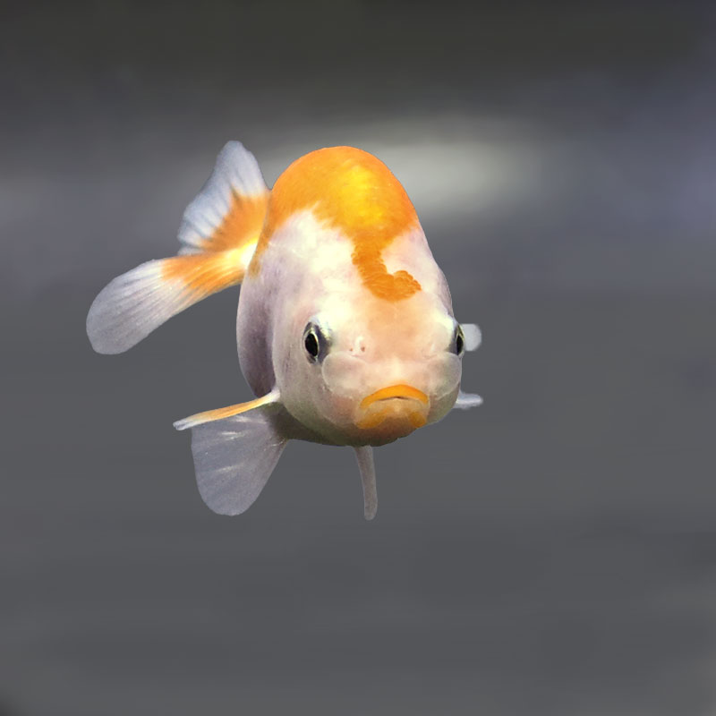 金魚王子】更紗らんちゅう 7.5±1cm前後 (個体番号：zaq365) 金魚