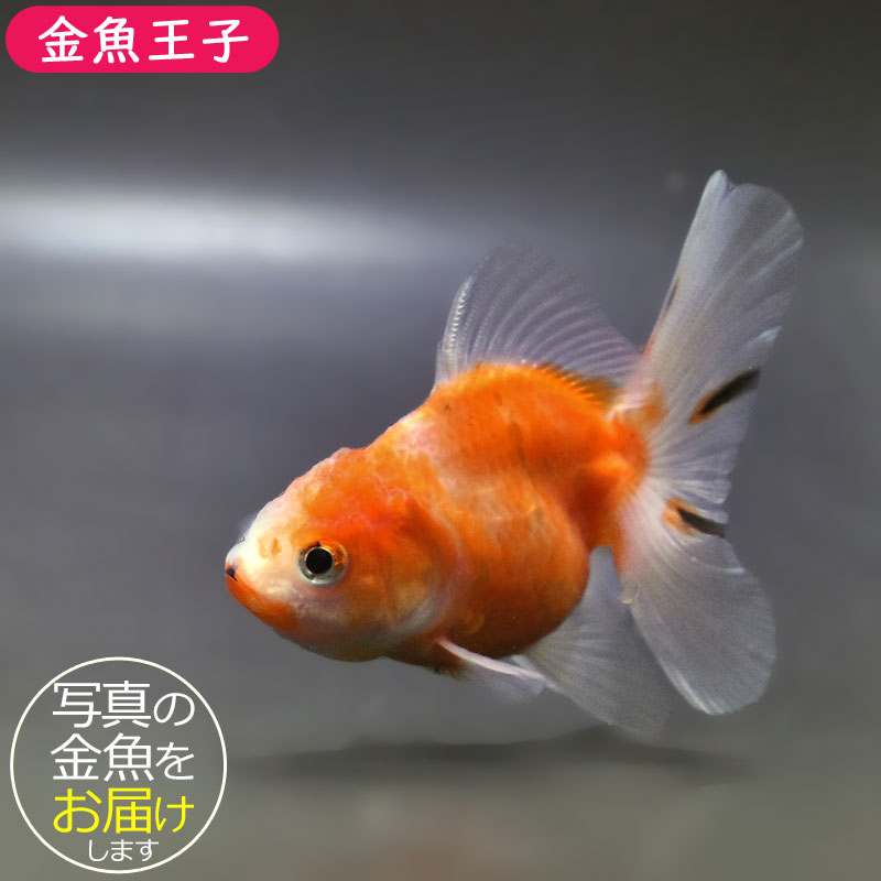 金魚さま　専用 金魚王子】ハーフムーンオランダ 8±1cm前後 (個体番号：zaq712) 金魚