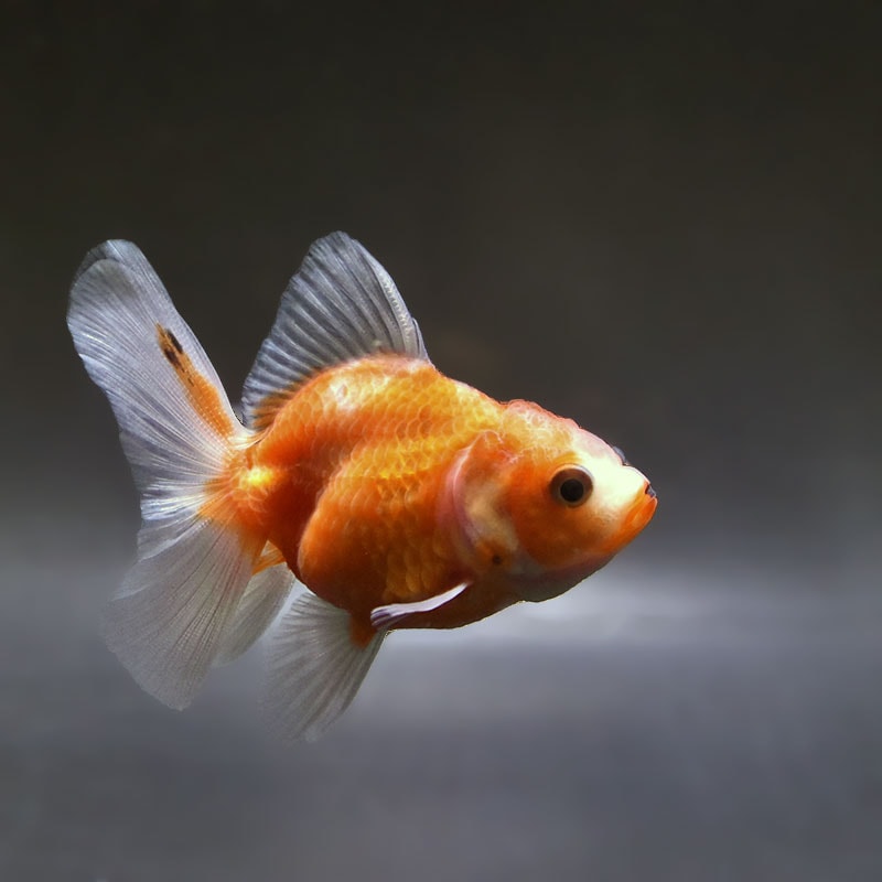 金魚王子】ハーフムーンオランダ 8±1cm前後 (個体番号：zaq712) 金魚