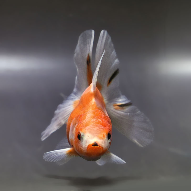 金魚王子】ハーフムーンオランダ 8±1cm前後 (個体番号：zaq712) 金魚