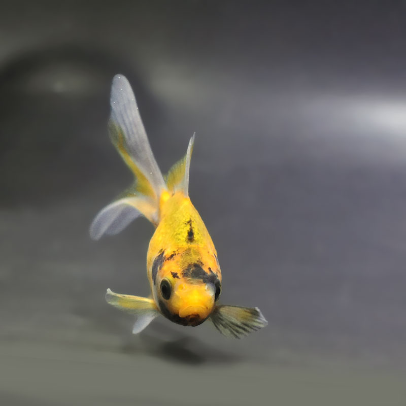 金魚王子】キラキラ 9cm前後 (個体番号：zaq899) 金魚 きんぎょ 生体