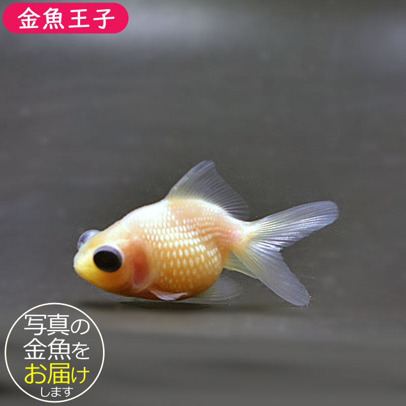 金魚王子】出目ピンポンパール 6±1cm前後 (個体番号：cde308) 金魚