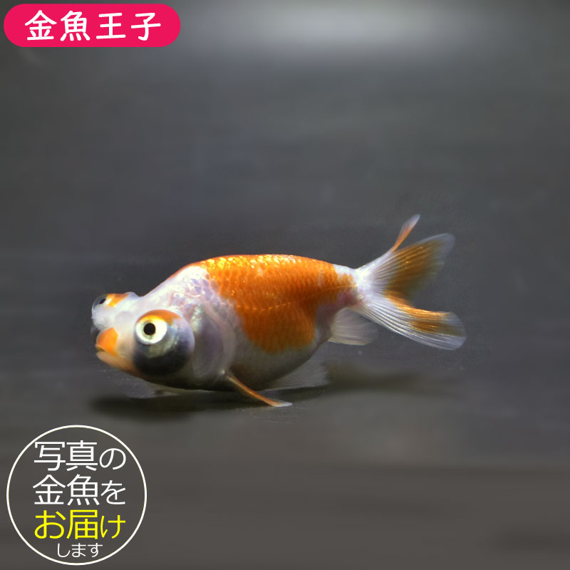 金魚王子】花房頂天眼 6～7cm前後 (個体番号：cde661) 金魚 きんぎょ