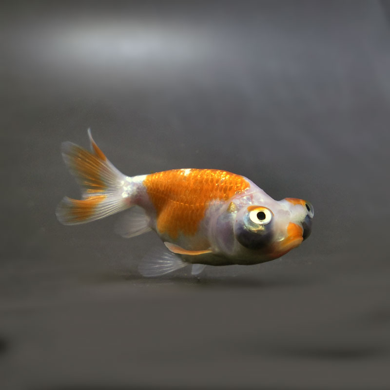 金魚王子】花房頂天眼 6～7cm前後 (個体番号：cde661) 金魚 きんぎょ