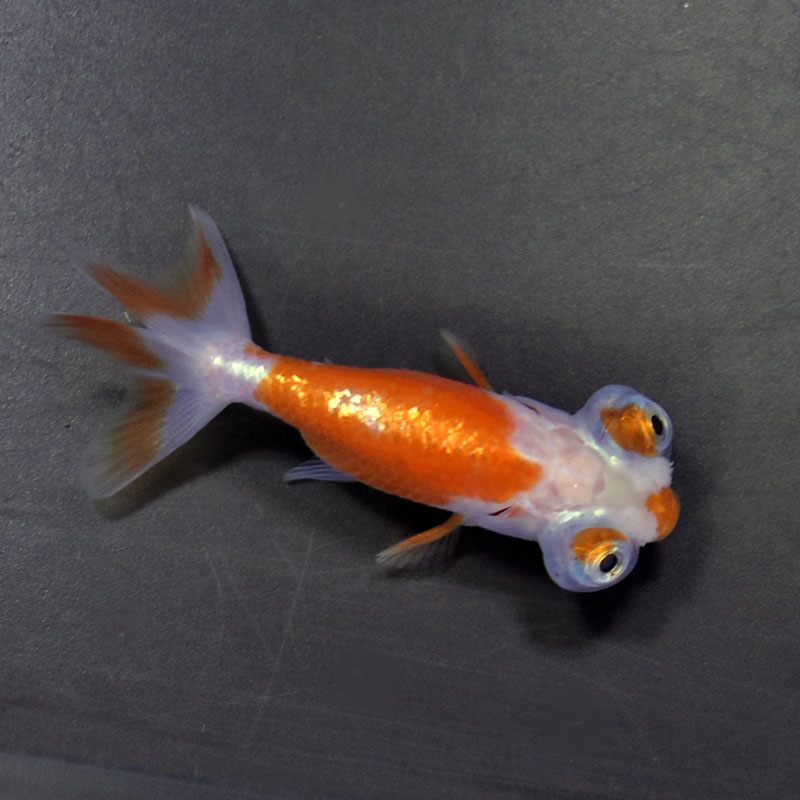 金魚王子】花房頂天眼 6～7cm前後 (個体番号：cde661) 金魚 きんぎょ