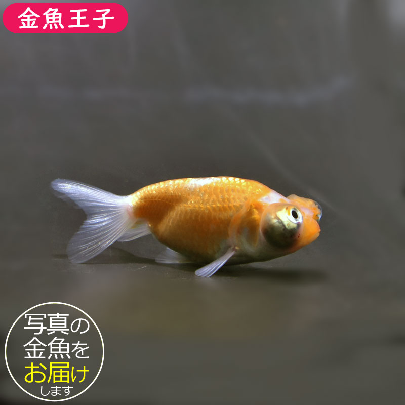 金魚一位　 金魚王子】花房頂天眼 7±1cm前後 (個体番号：cde794) 金魚 きんぎょ